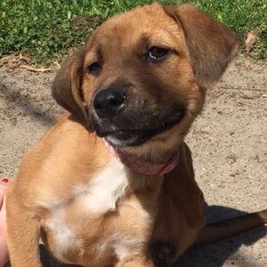 Meet your Posher, Morgan